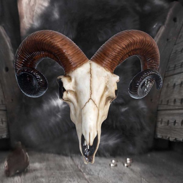 Rams Skull Medium 33cm - Image 2