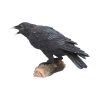 Raven's Call 20cm - Image 2
