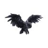 Dark Feather 55cm - Image 4