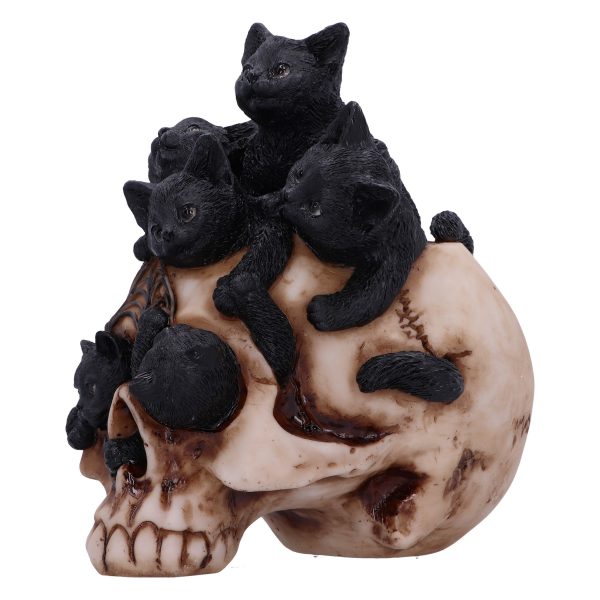 Cranial Litter 14cm - Image 3
