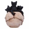 Cranial Litter 14cm - Image 4