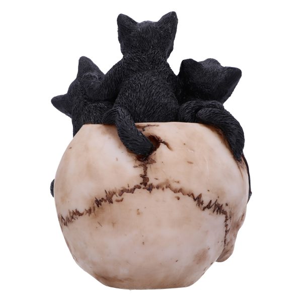 Cranial Litter 14cm - Image 4